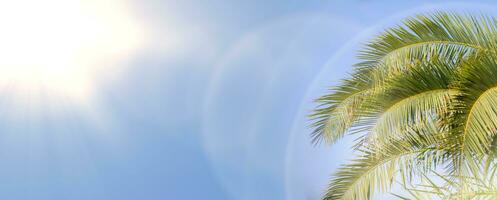 Banner with palm leaves, blue sky and bright sun with halos. photo