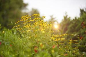 Beautiful pastel background with yellow flowers illuminated by the rays of the sun. Rudbeckia is brilliant. photo