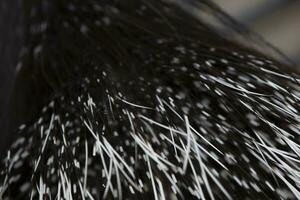 Texture from the quill tail of a porcupine. photo