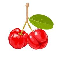 Vector illustration, Aserola or Barbados cherry, scientific name Malpighia emarginata, isolated on white background.