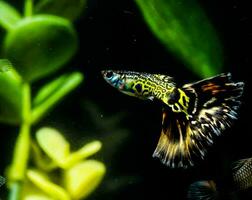 a pair of guppies swimming in an aquarium photo