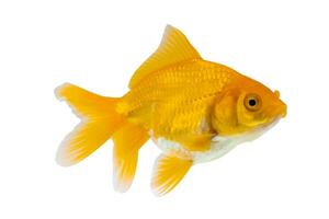 Oranda goldfish isolated on white background close up photo