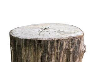 tree stump isolated on white background photo