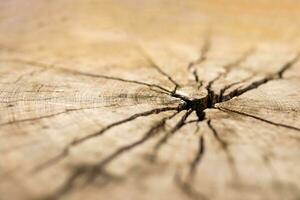 old tree stump wooden texture background close up photo