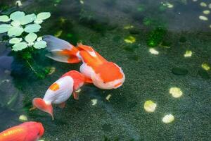 Goldfish in aquarium fish pond close up photo