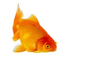 Oranda goldfish isolated on white background close up photo