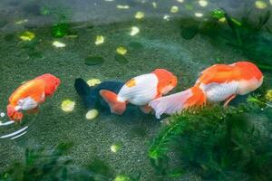 Goldfish in aquarium fish pond close up photo