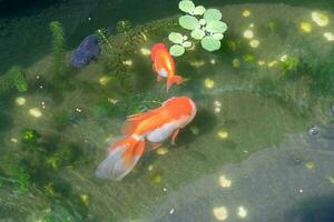 Goldfish in aquarium fish pond close up photo