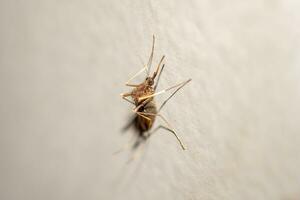 Mosquito on the wall background close up photo