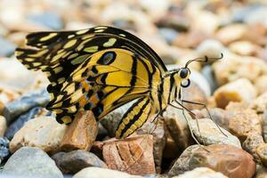Close up of yellow butterfly photo