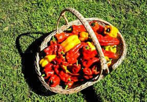 a basket full of red and yellow peppers on the grass photo