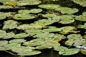 a pond of water lilies photo