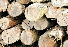 a pile of logs that are stacked on top of each other photo