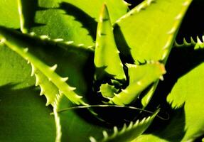 an aloe vera plant with its leaves in the sun photo