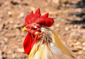 un cerca arriba de un pollo con un rojo cabeza foto