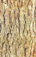 a close up of the bark of a tree photo