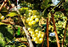 a bunch of white grapes on the vine photo