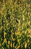 a field of tall grasses photo