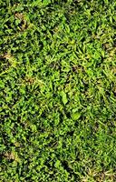 a close up of a green grassy field photo