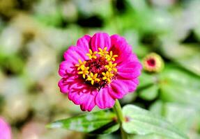 a pink flower with yellow centers in the middle of green leaves photo