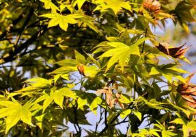 un cerca arriba de un árbol con amarillo hojas foto