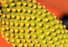 un cerca arriba de un cactus con amarillo puntos foto