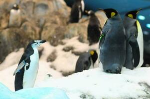 penguins in the zoo photo