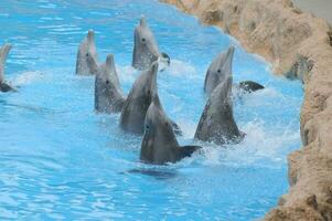 delfines en el agua a el zoo foto