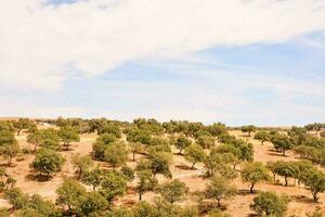 a view of the olive groves in the countryside photo