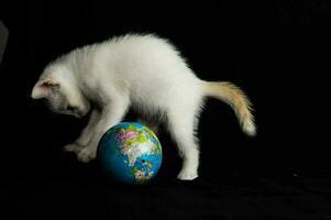 a white kitten playing with a globe photo