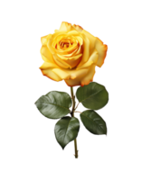 Yellow rose isolated on transparent background. AI Generative png