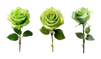 Set of green rose flowers isolated on transparent background. AI Generative png