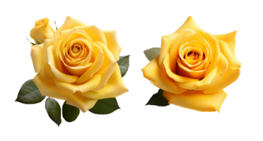 Yellow rose flowers isolated on transparent background, AI Generative png