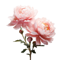 Pink peony flower isolated on transparent background. AI Generative png