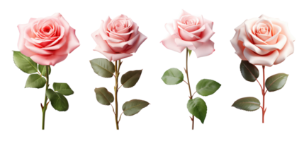 Set of pink rose flowers isolated on transparent background. AI Generative png