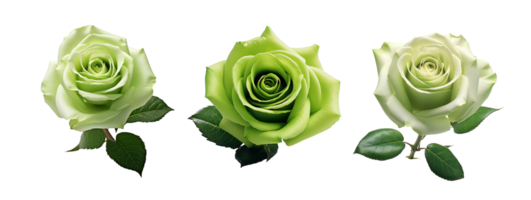 Set of green rose flowers isolated on transparent background. AI Generative png