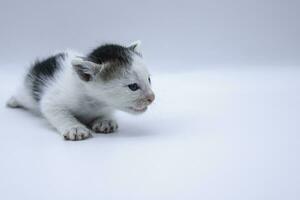 Asian cat on white background. closeup cute pet kitten portrait on clean white background photo