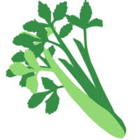 The celery vegetable png