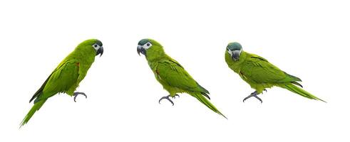 Set of Hahn's macaw or red shouldered green parrot isolated on white background native to South America and Brazil for graphic design use photo