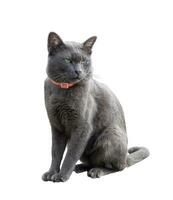 Purebred Thai korat cat with silver grey hair sitting isolated on the white background photo