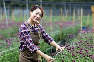 Asian woman gardener is cutting purple chrysanthemum flowers using secateurs for cut flower business for dead heading, cultivation and harvest season photo
