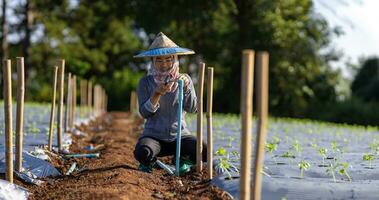 Asian farmer is fixing the tap water for irrigation system in her organics vegetable farm photo