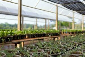 Wild arugula or rocket salad growing in pot inside the greenhouse farm and garden for organics vegetable food and ingredient for healthy eating photo