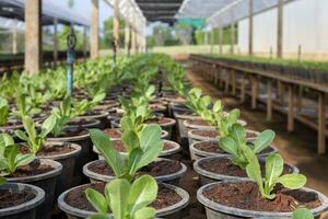 Young plant of variety of lettuce salad crop in organics farm for agriculture and vegetarian healthy consumption photo