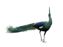 Green peafowl male or Indonesian fowl isolated on the white background national holy bird of Myanmar from side angle view with colorful vibrant feather photo