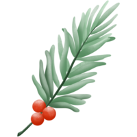 Beeren der Weihnachtsstechpalme png