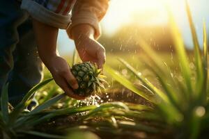 farmer hand harvesting pineapple in pineapple farm bokeh style background with Generative AI photo