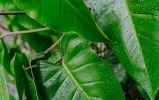 hojas de tropical planta ''filodendro erubescens rojo Esmeralda'' cerca arriba. hojas expuesto a agua de lluvia. tropical planta hojas como antecedentes. foto