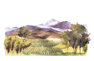 vattenfärg landskap med druva fält, vingårdar, buskar, träd, druva växt. kullar och berg. lantlig landskap, vinframställning odla. hand dra vattenfärg illustration png