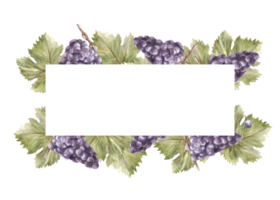 Watercolor rectangular frame, bunch of blue grapes leaves and grape berry. Grapevine label hand painted illustration for card, wine list, invitation, restaurant, bar print png